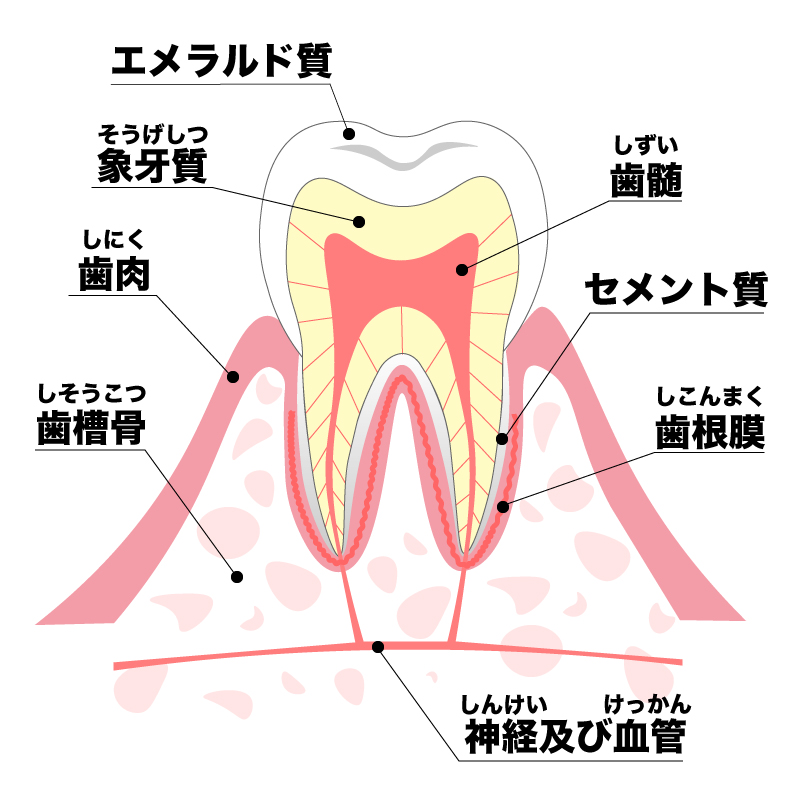 前歯 の 神経